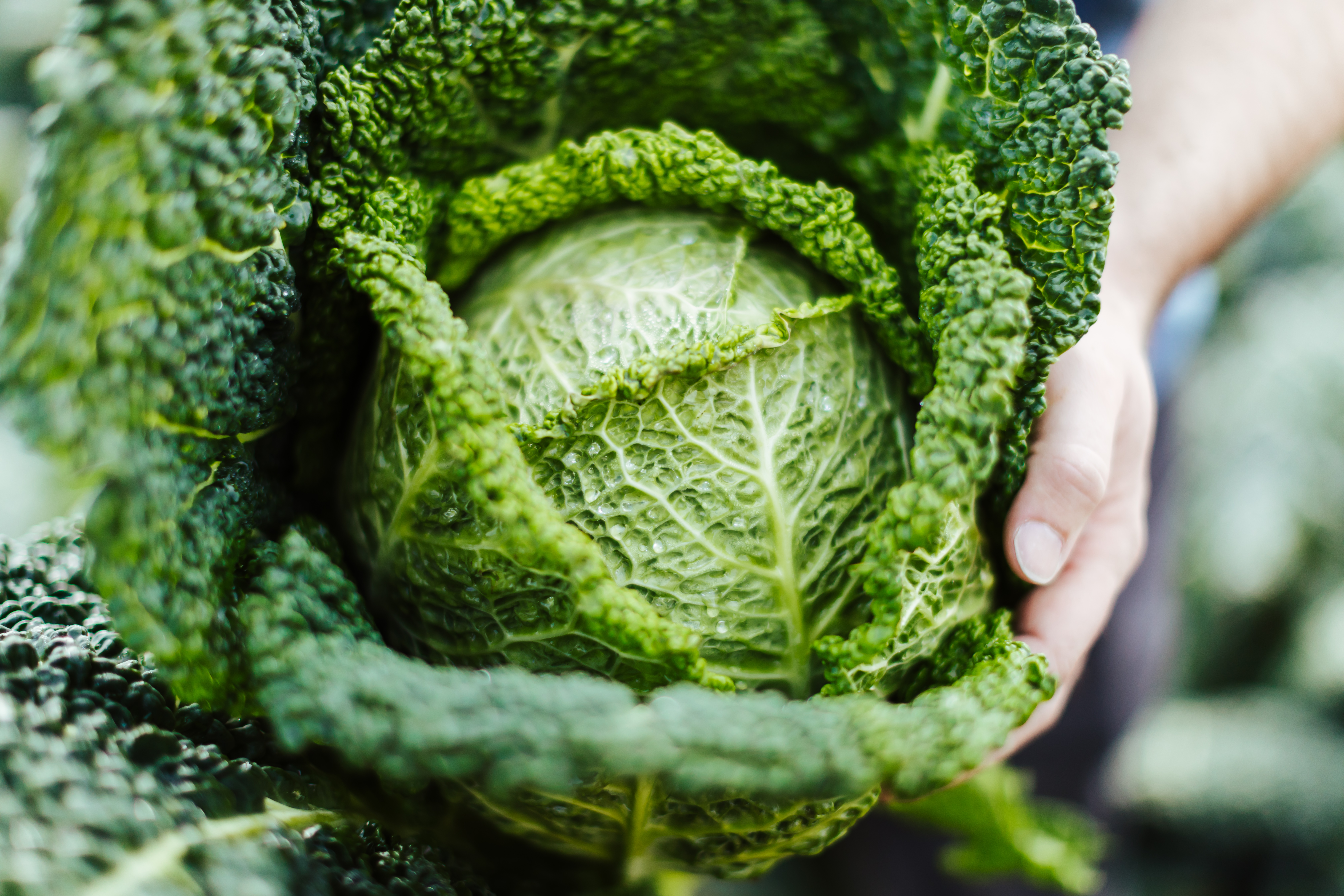 Person holding cabbage 