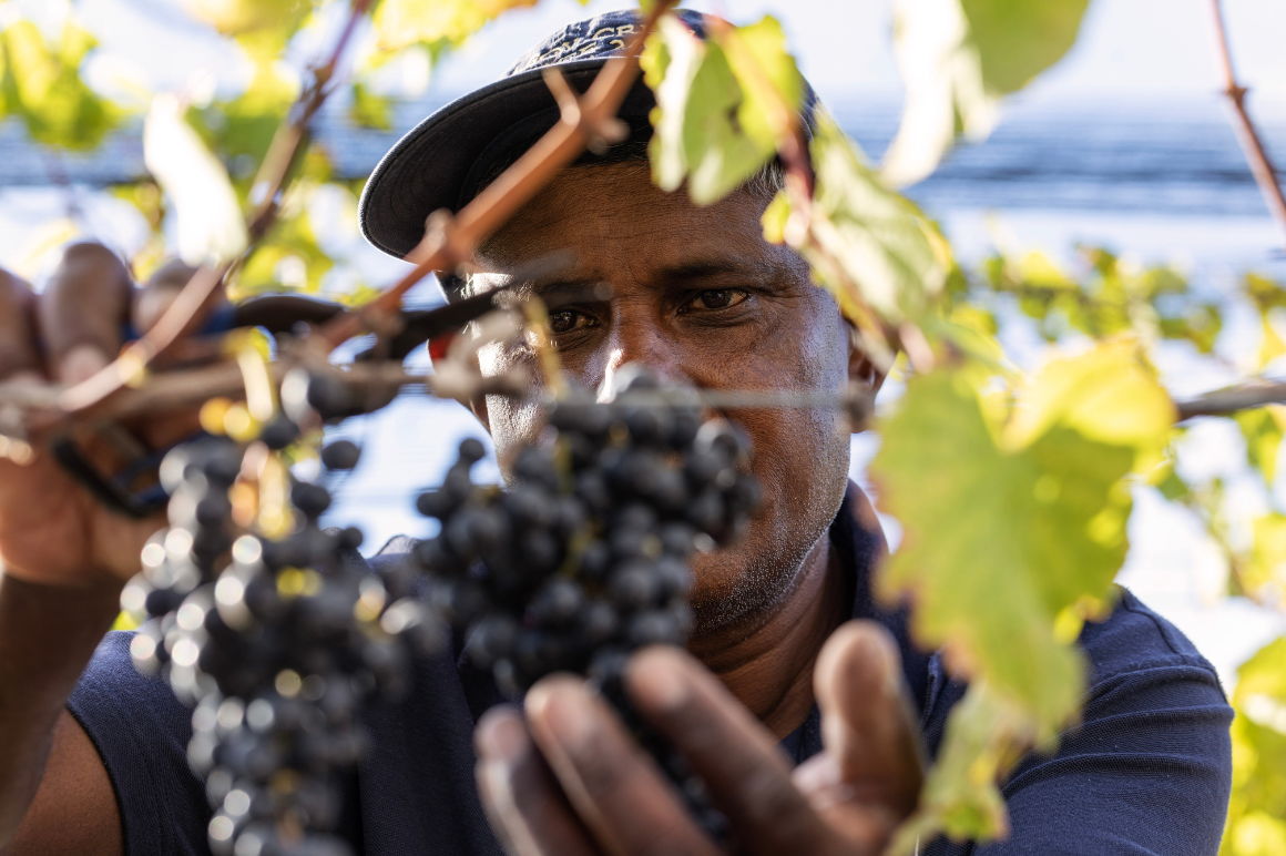 Man cutting grapes