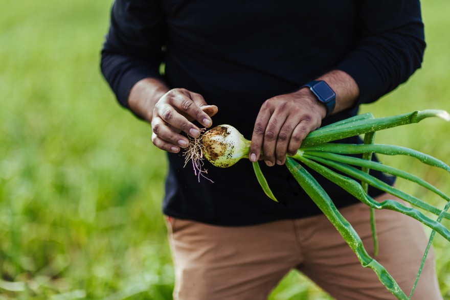man holding a raddish in the field 