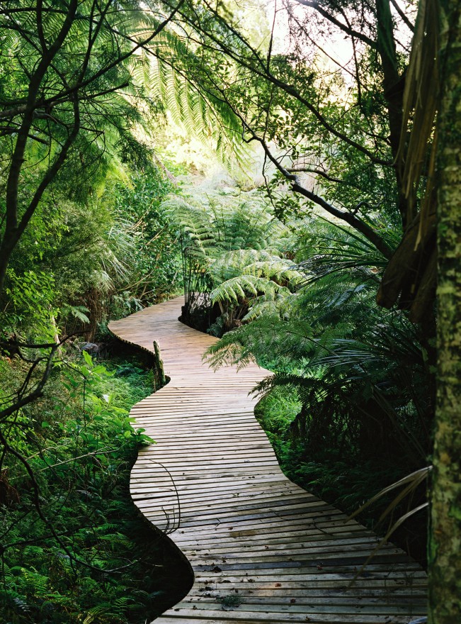 winding walkway in forest