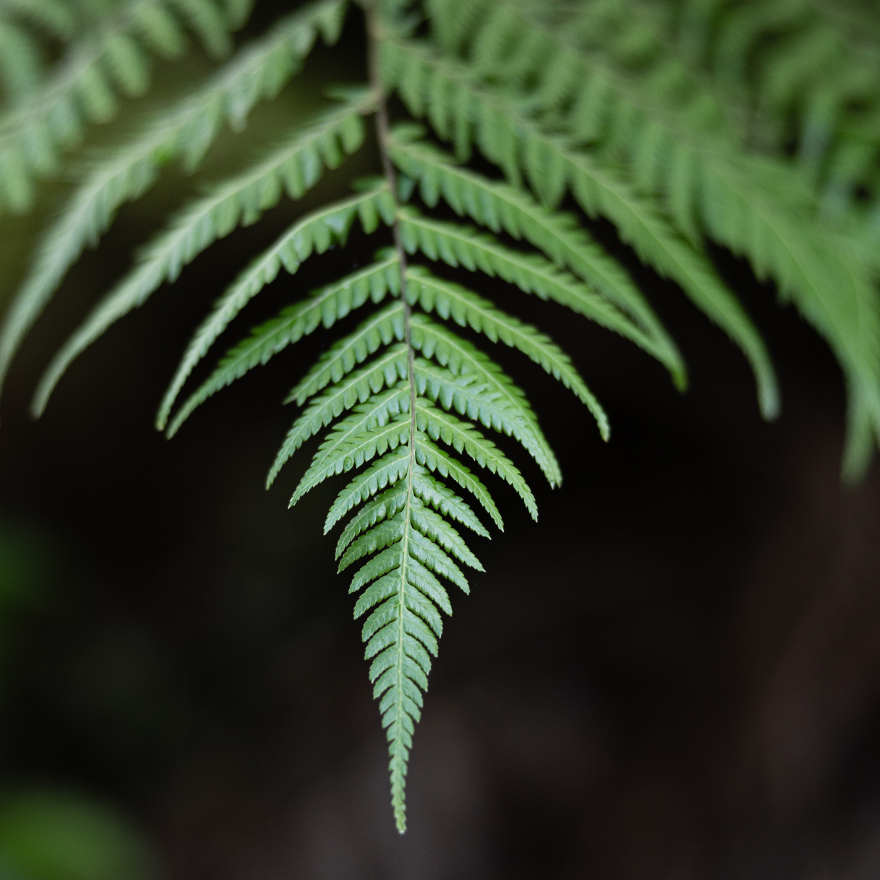 Fern close up