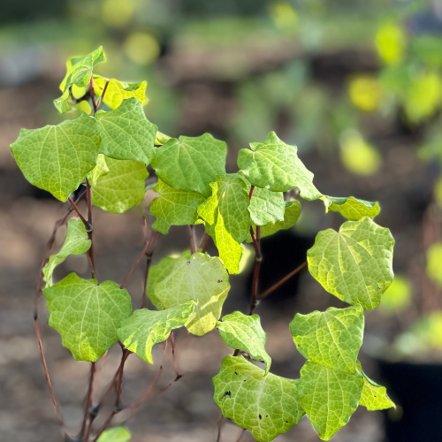 Native plant leaves